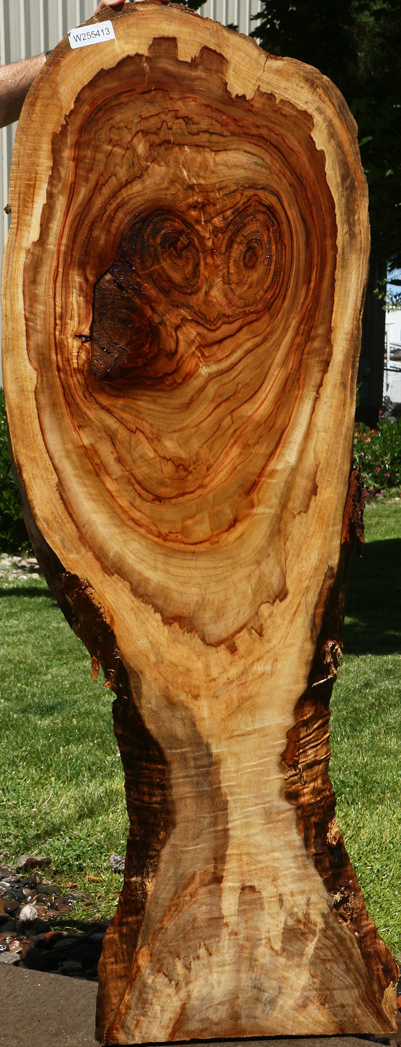 Camphor Live Edge Slab