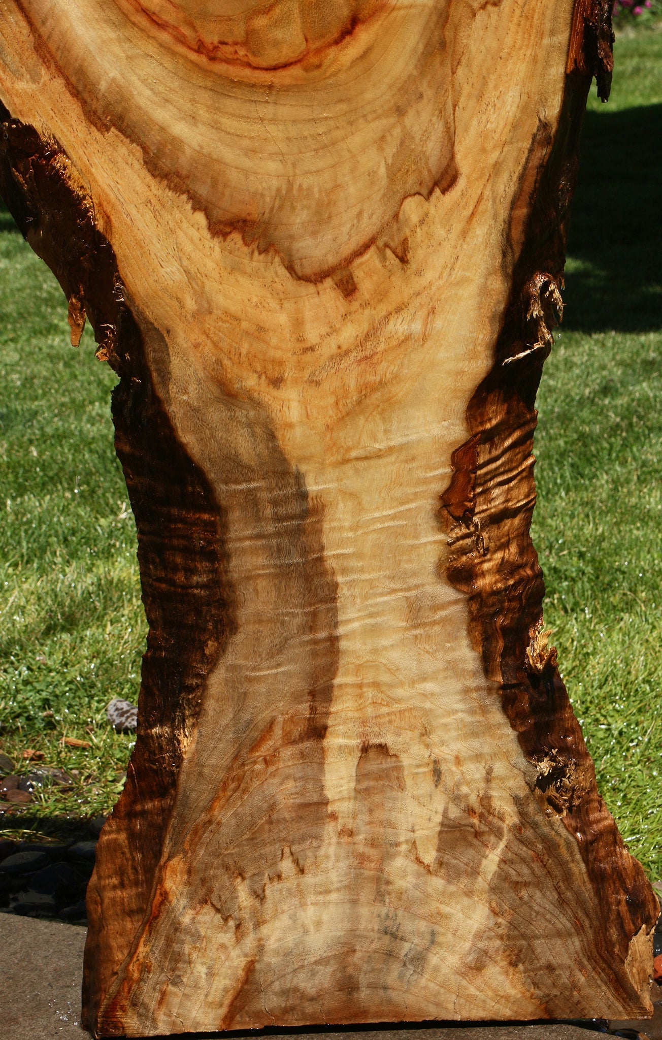Camphor Live Edge Slab