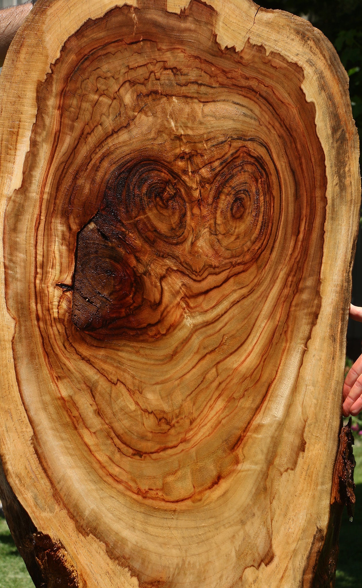 Camphor Live Edge Slab