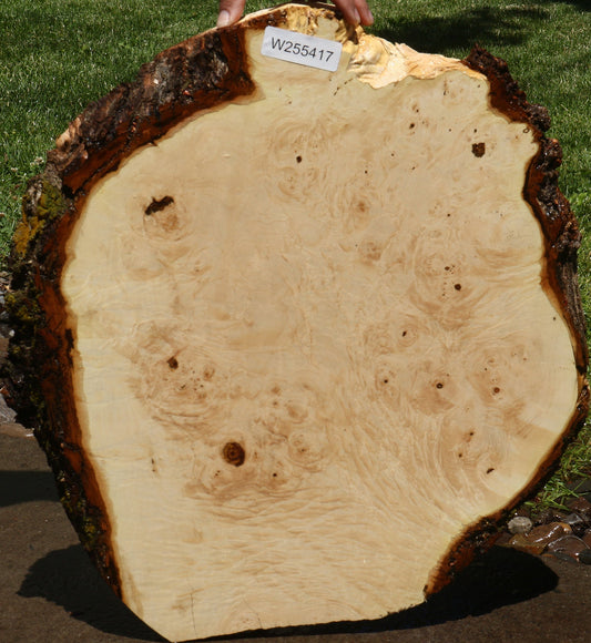 Maple Burl Cookie