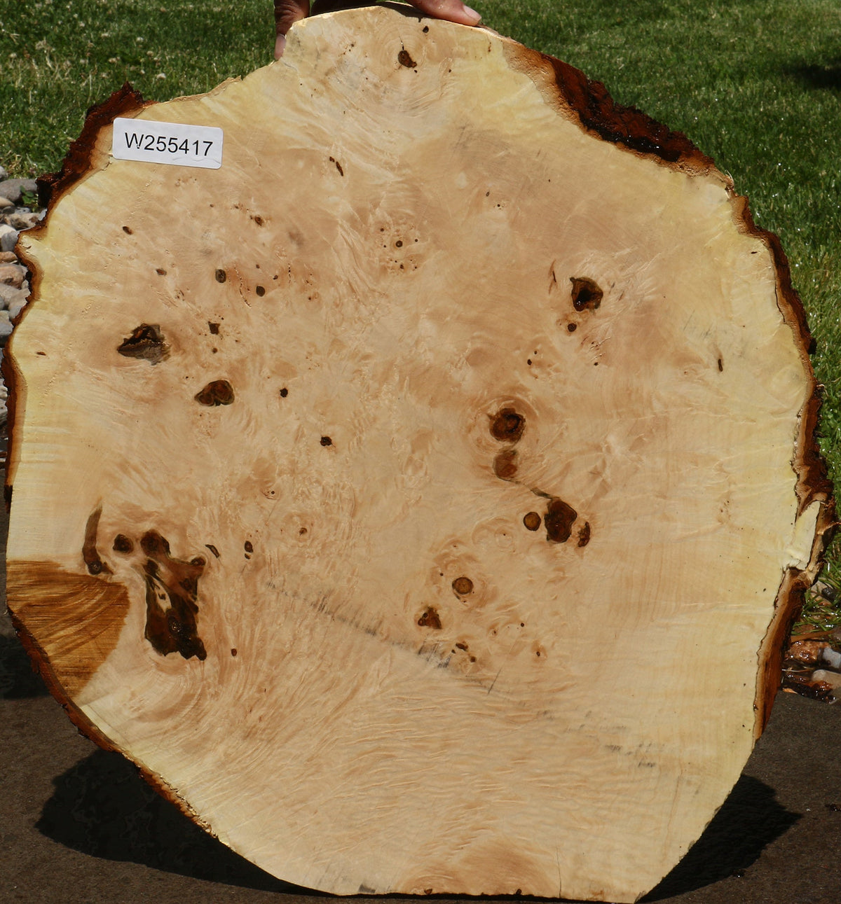 Maple Burl Cookie
