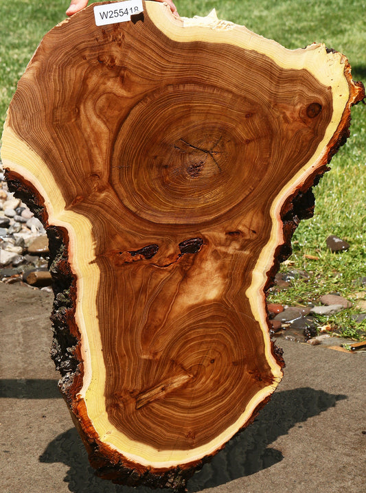 Elm Cookie