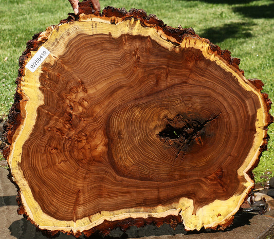 Figured Elm Cookie