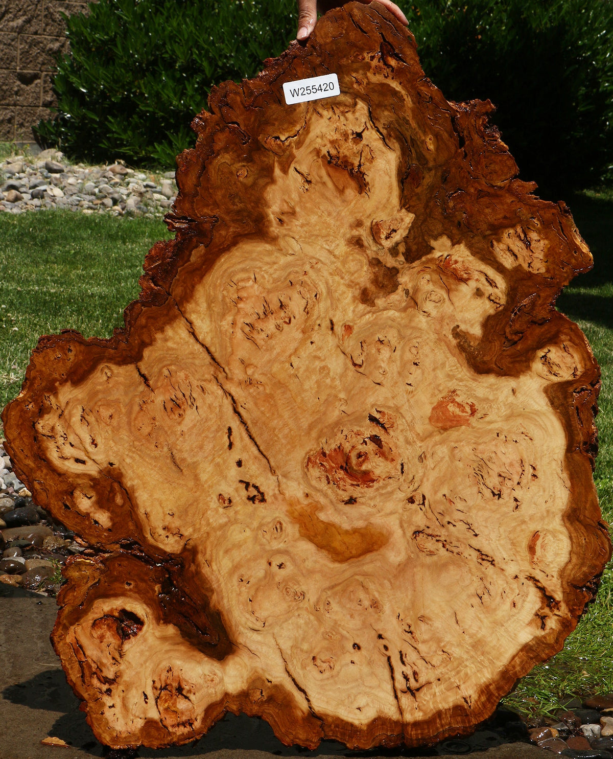 Eucalyptus Burl Cookie