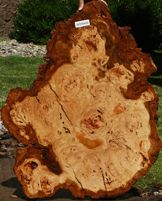 Eucalyptus Burl Cookie
