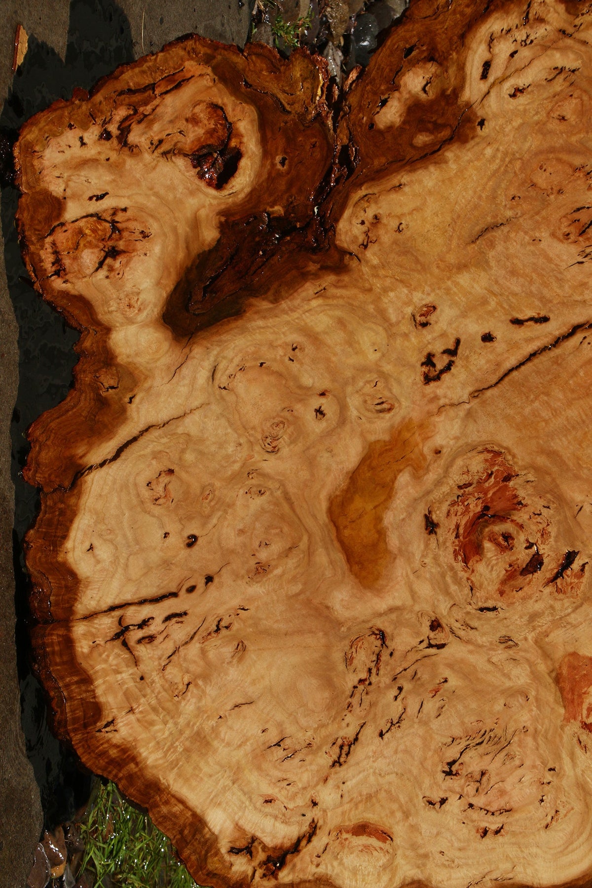 Eucalyptus Burl Cookie