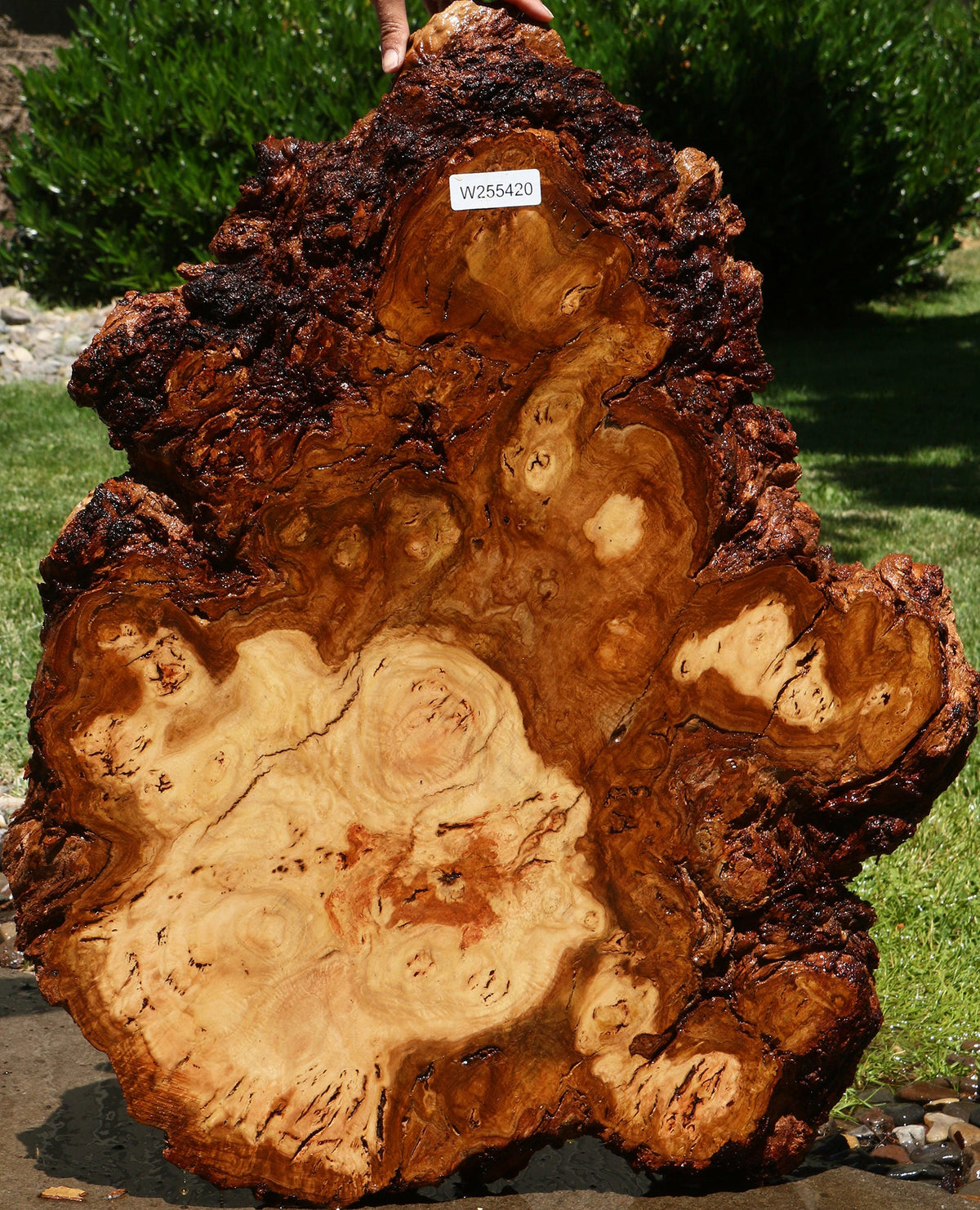 Eucalyptus Burl Cookie