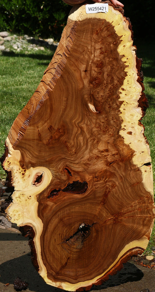 Rustic Elm Burl Cookie