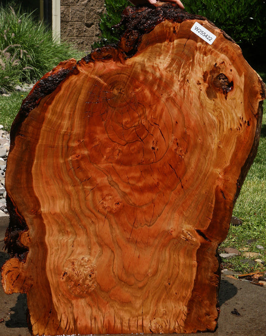 Rustic Peruvian Pepperwood Burl Cookie
