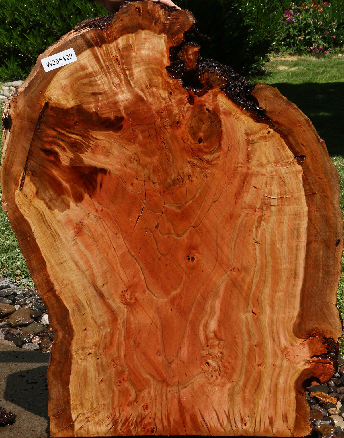 Rustic Peruvian Pepperwood Burl Cookie