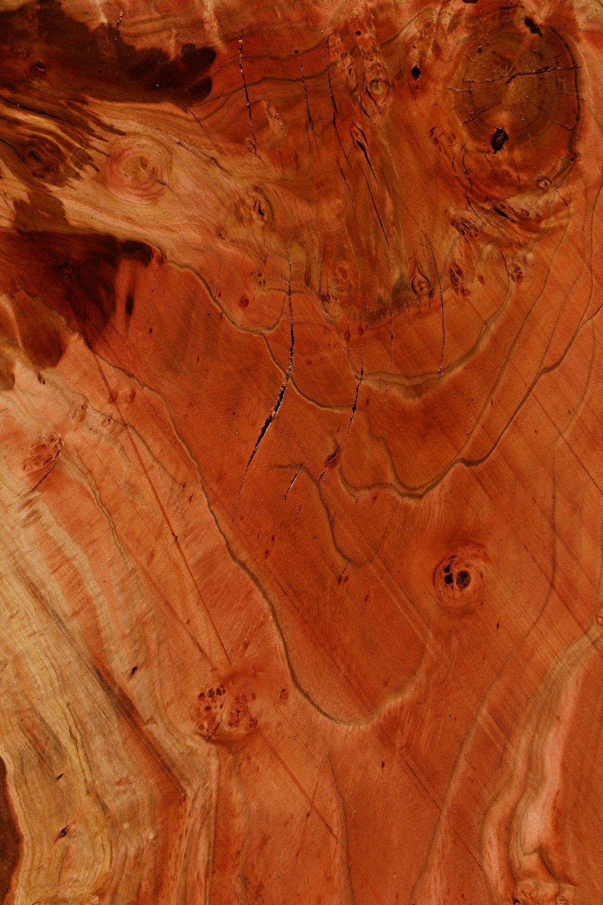 Rustic Peruvian Pepperwood Burl Cookie