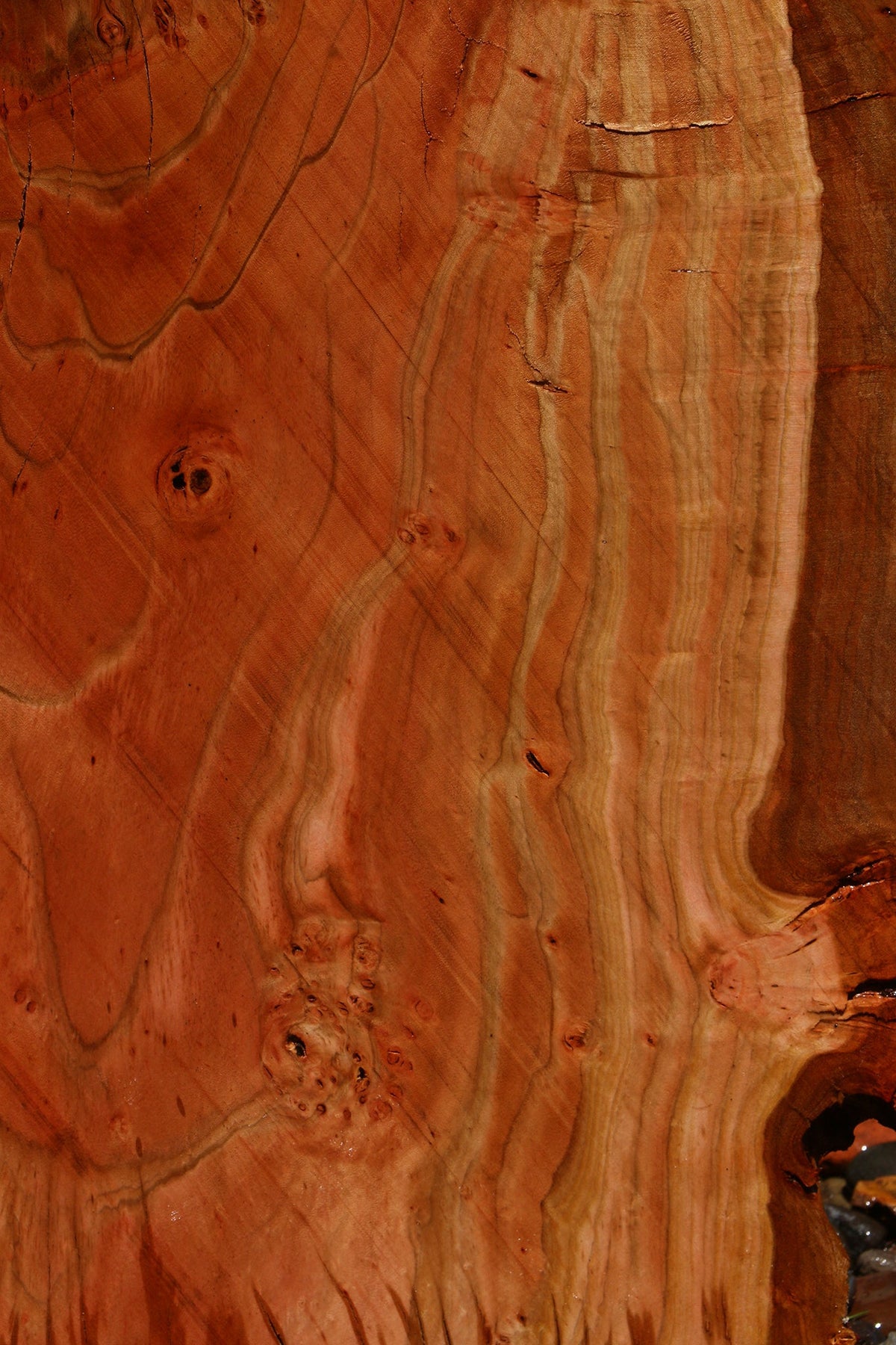 Rustic Peruvian Pepperwood Burl Cookie