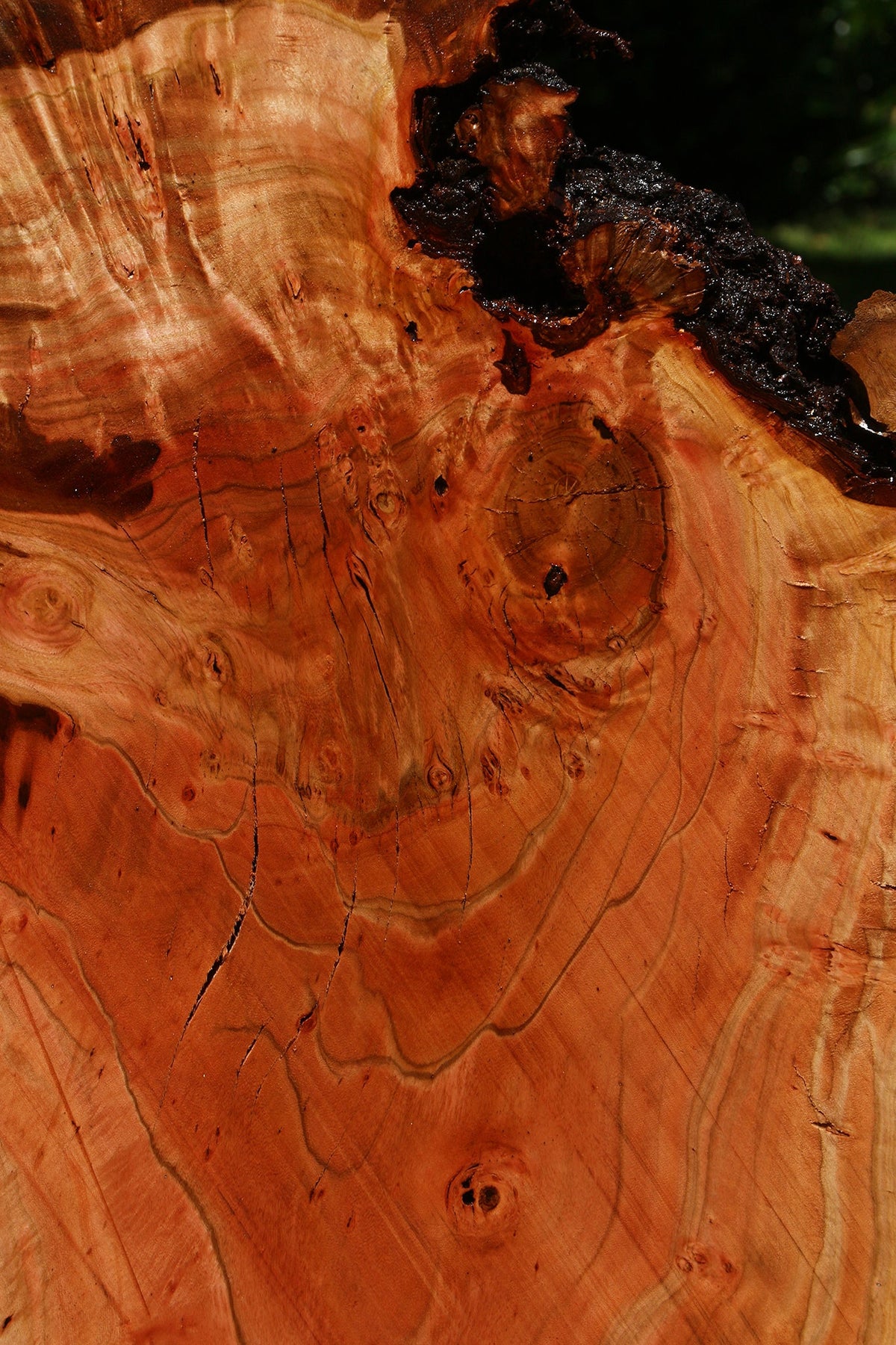 Rustic Peruvian Pepperwood Burl Cookie