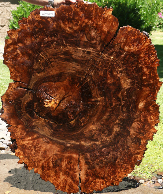 Rustic Claro Walnut Burl Cookie