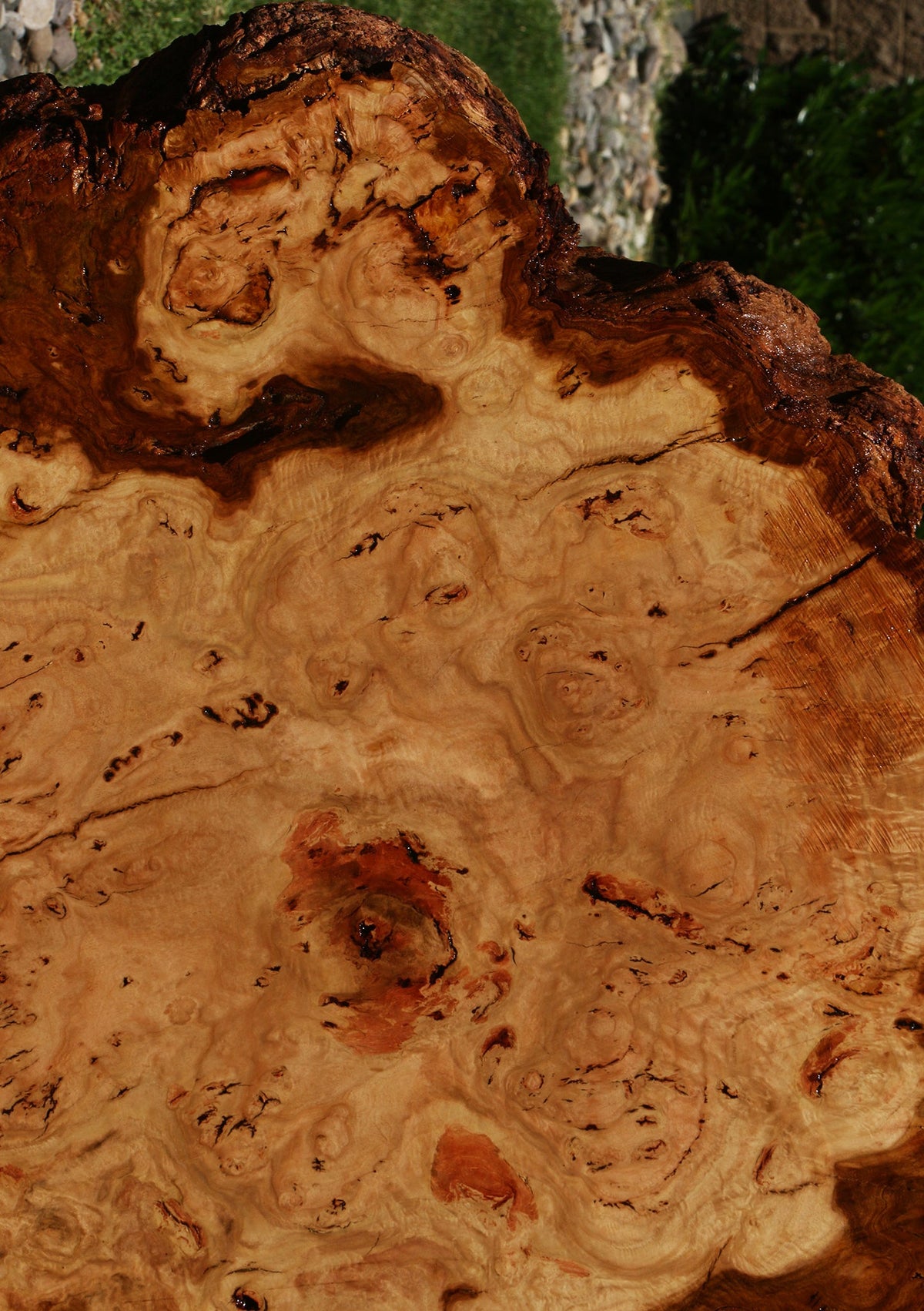 Eucalyptus Burl Cookie