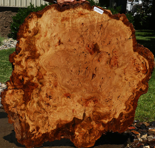 Eucalyptus Burl Cookie