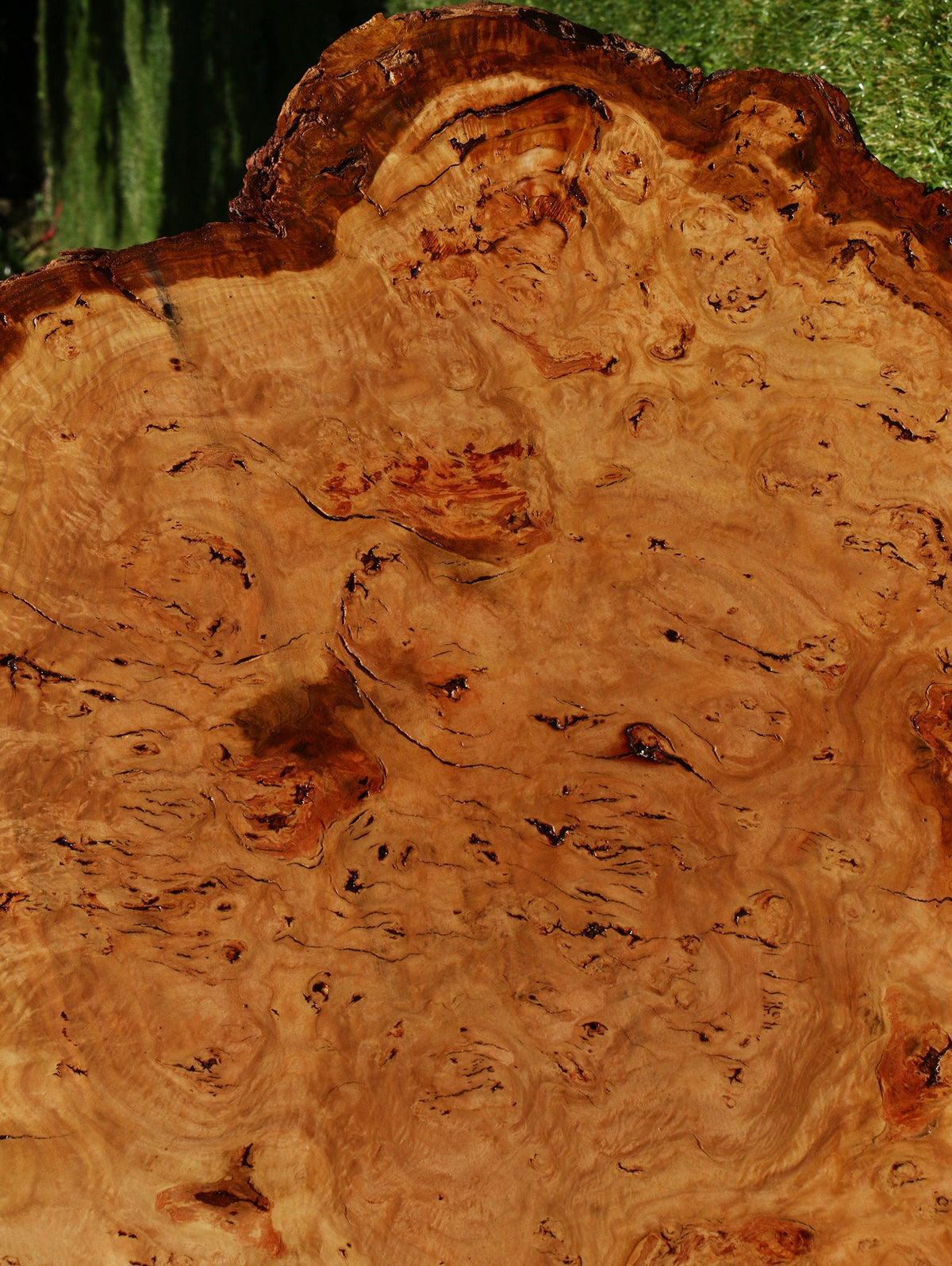 Eucalyptus Burl Cookie