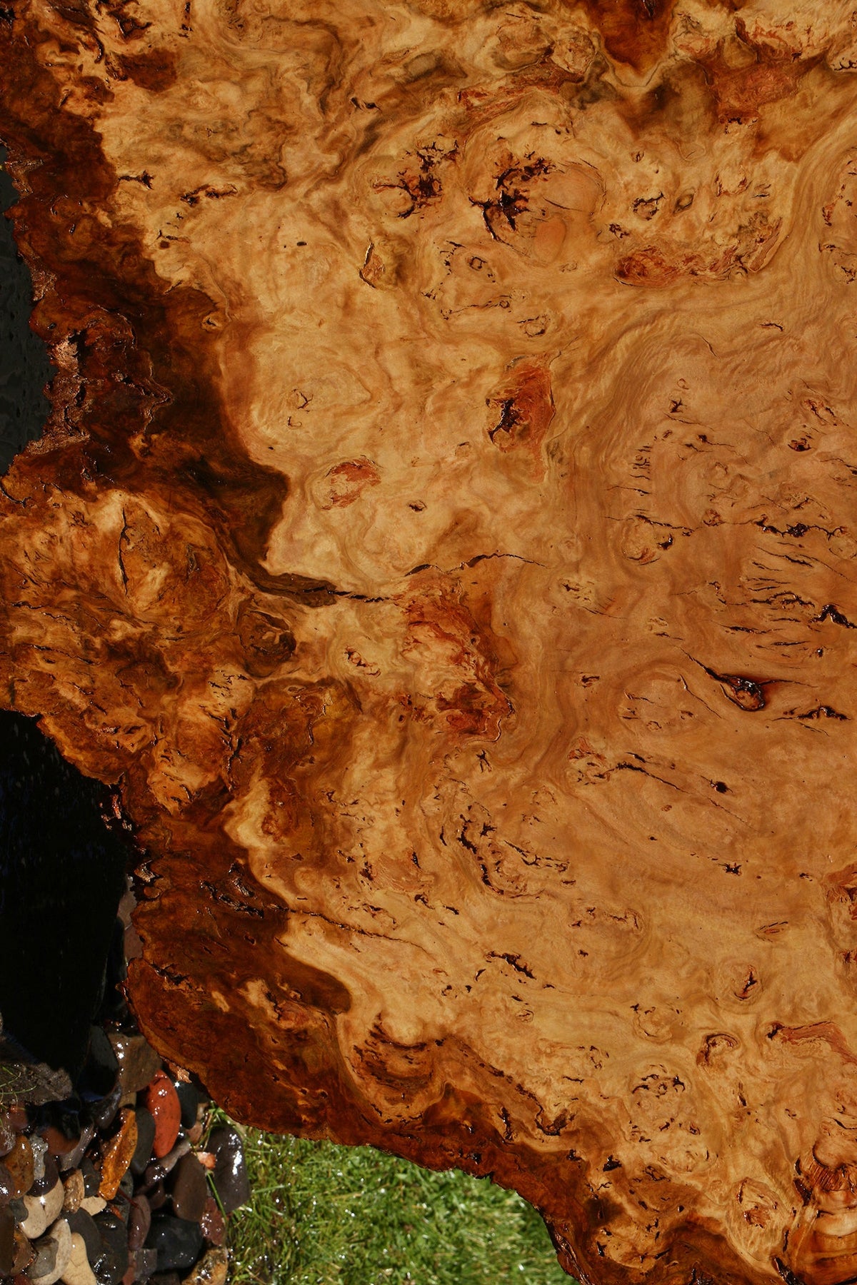 Eucalyptus Burl Cookie
