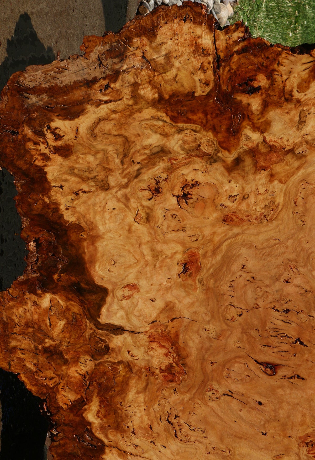 Eucalyptus Burl Cookie
