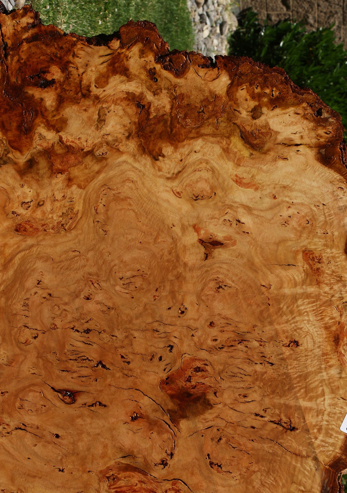 Eucalyptus Burl Cookie