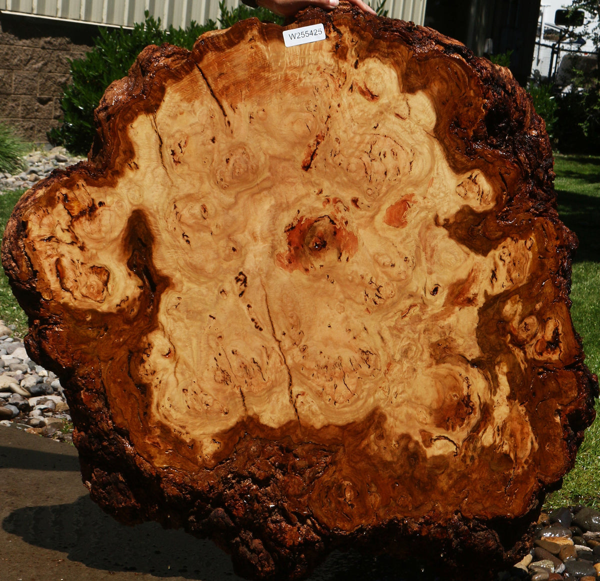 Eucalyptus Burl Cookie