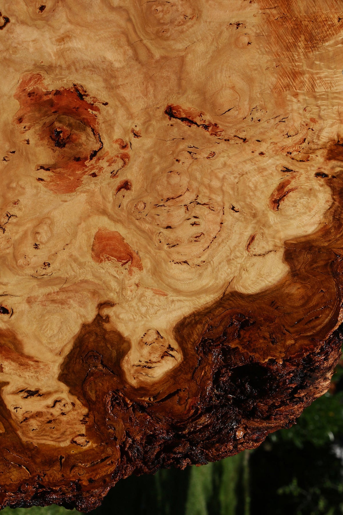 Eucalyptus Burl Cookie