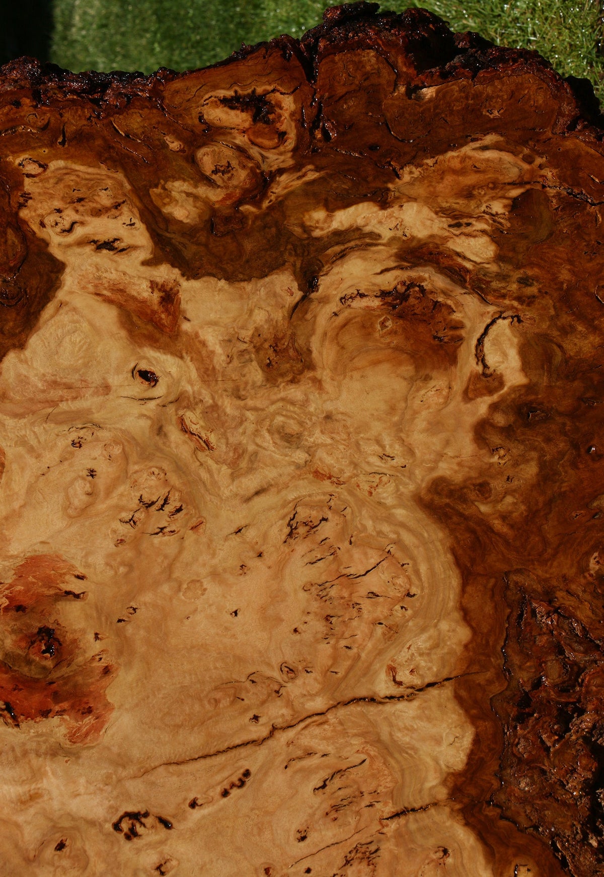 Eucalyptus Burl Cookie