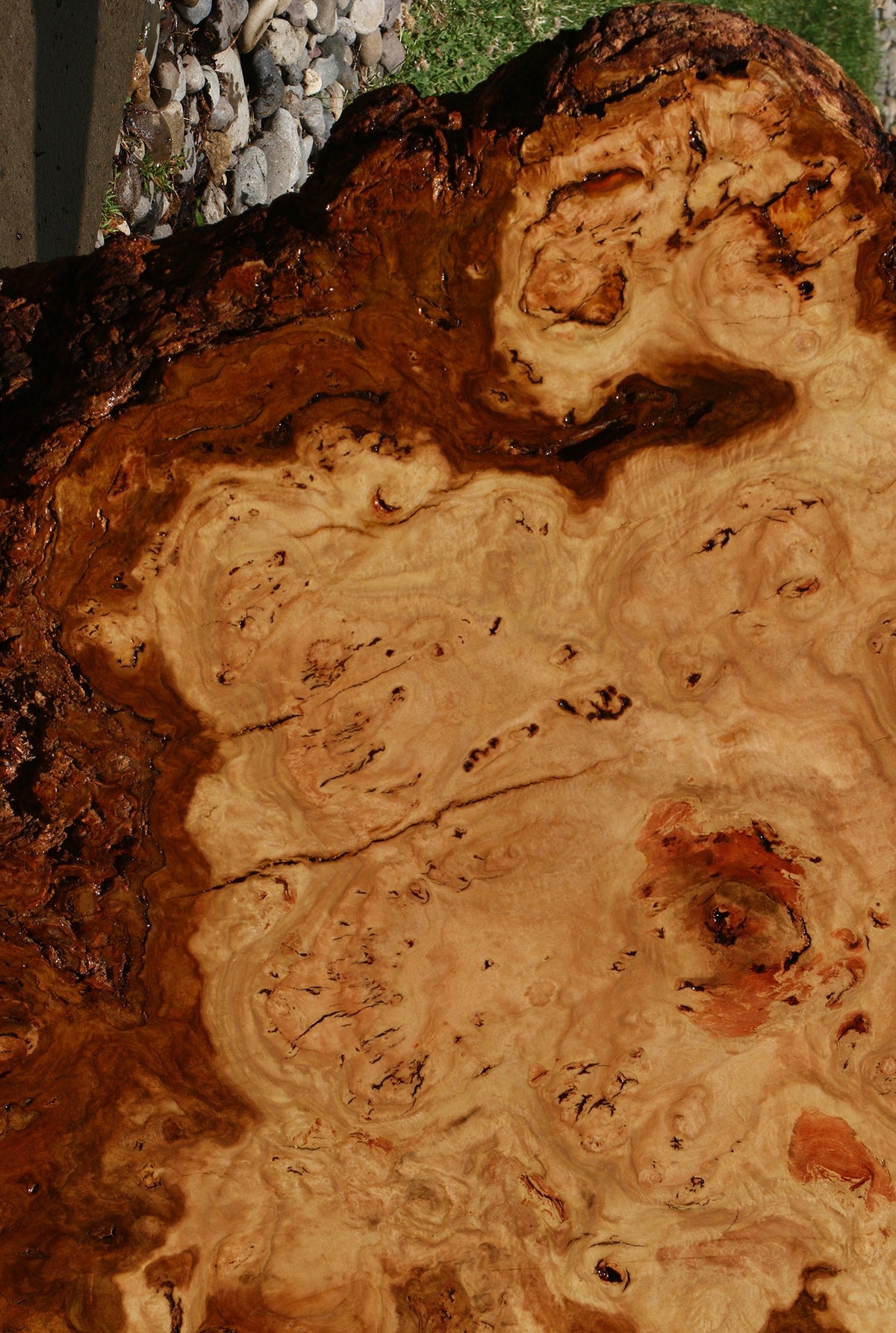 Eucalyptus Burl Cookie