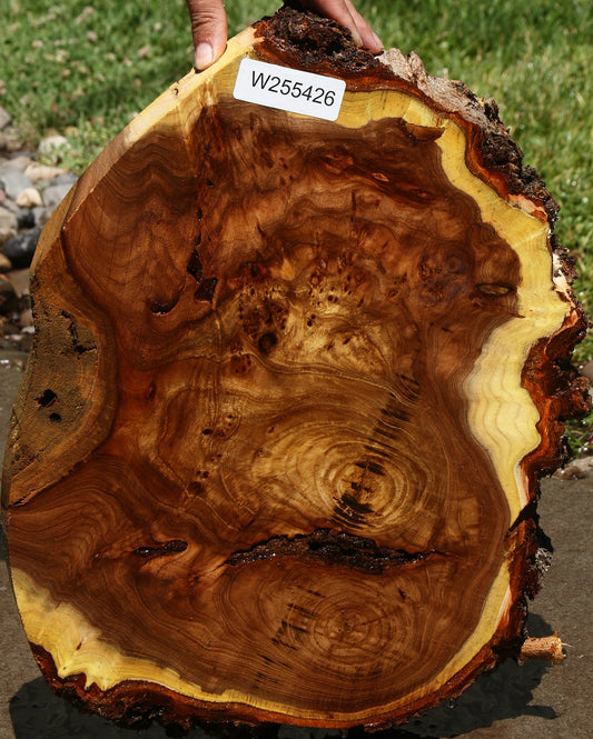 Elm Burl Cookie