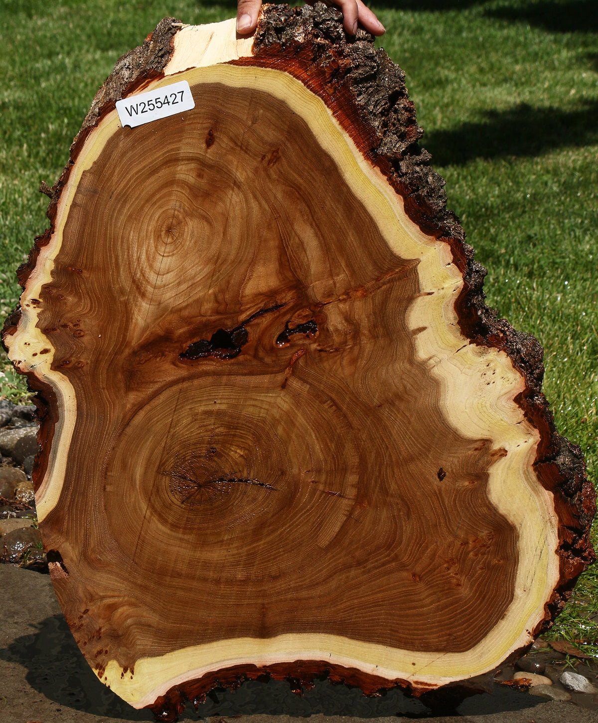 Elm Burl Cookie