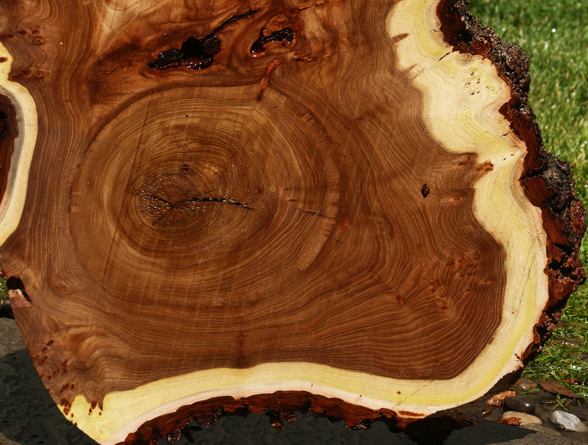 Elm Burl Cookie