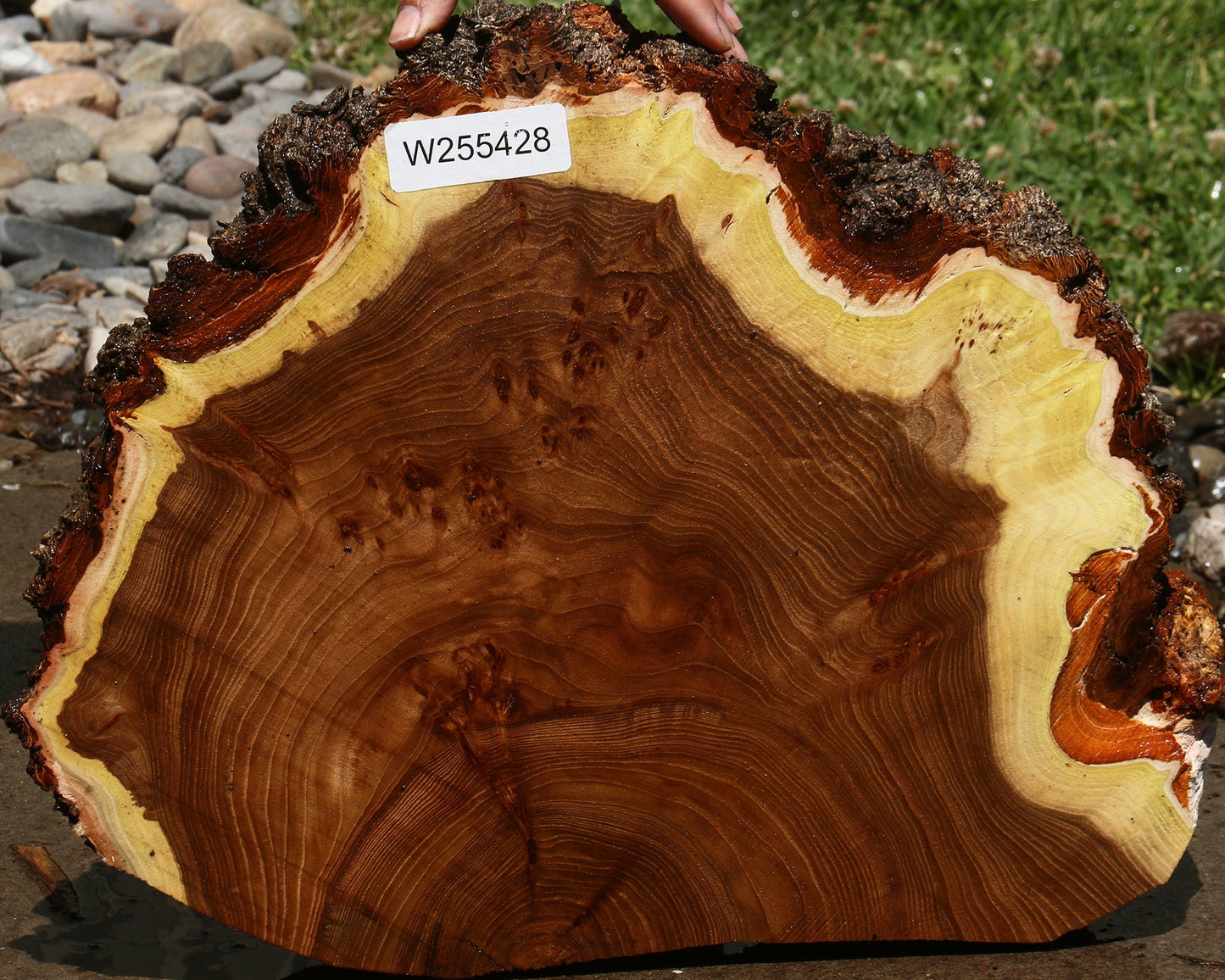Elm Burl Cookie