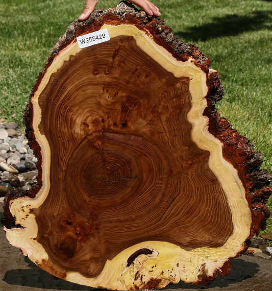 Elm Burl Cookie