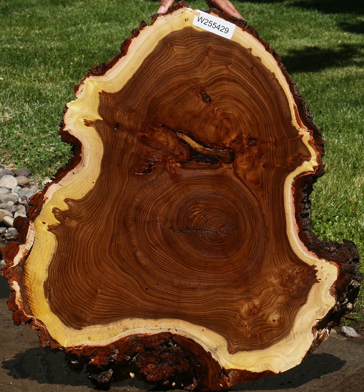 Elm Burl Cookie