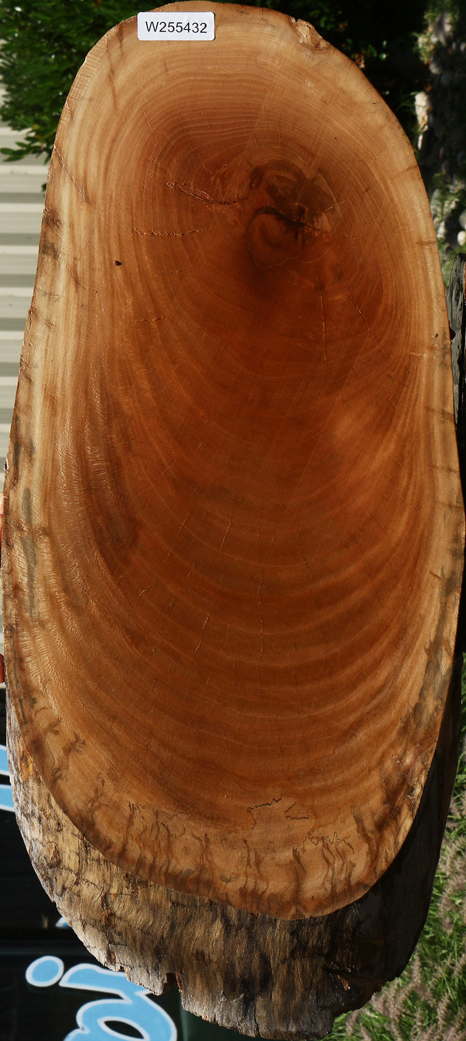 Sycamore Cookie