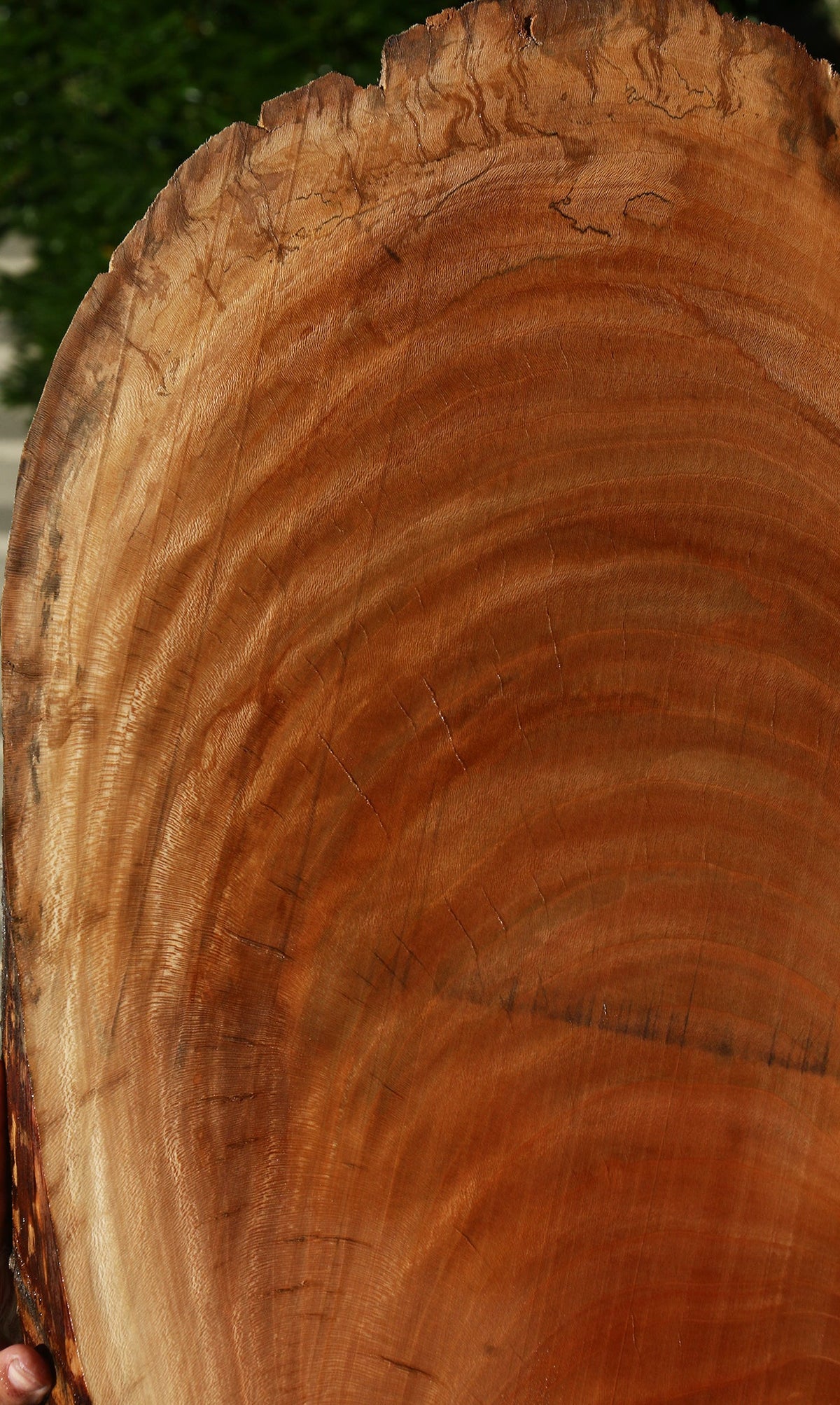 Sycamore Cookie