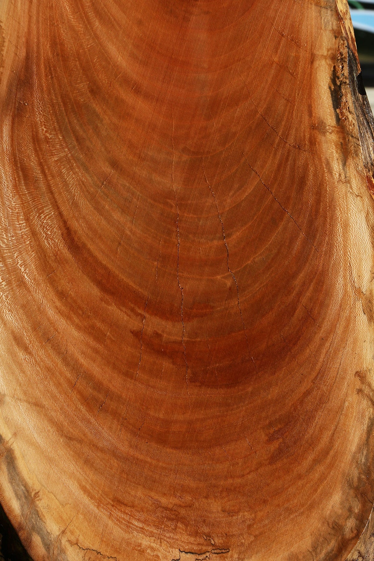 Sycamore Cookie
