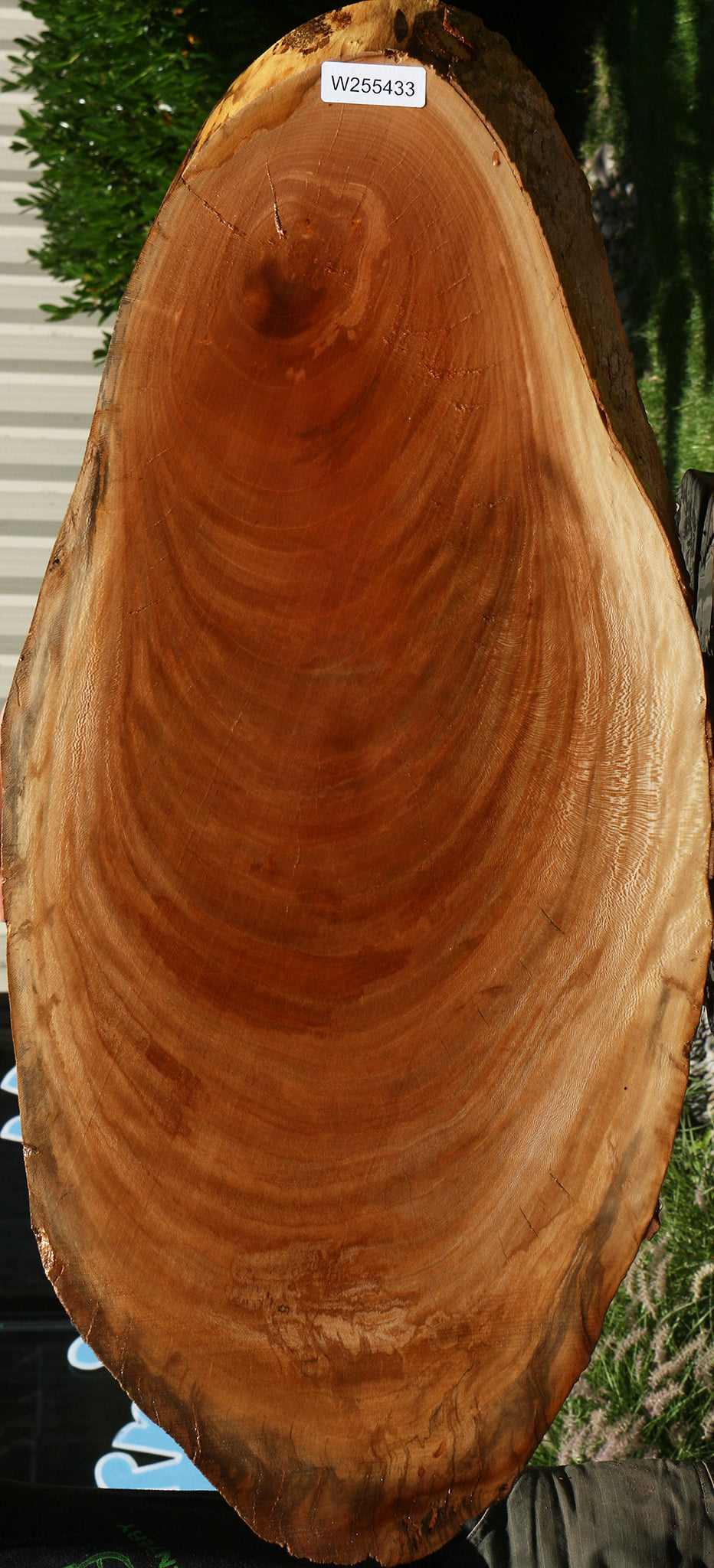 Sycamore Cookie