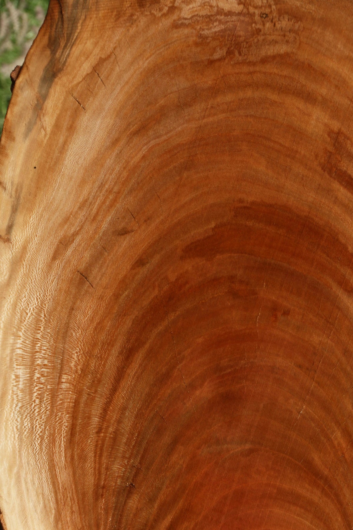 Sycamore Cookie