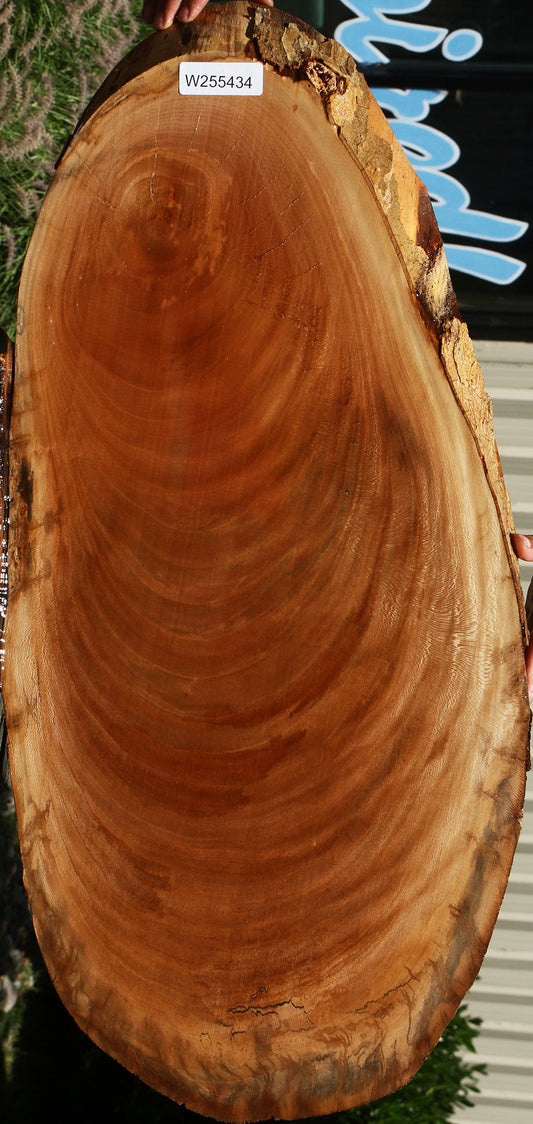 Sycamore Cookie