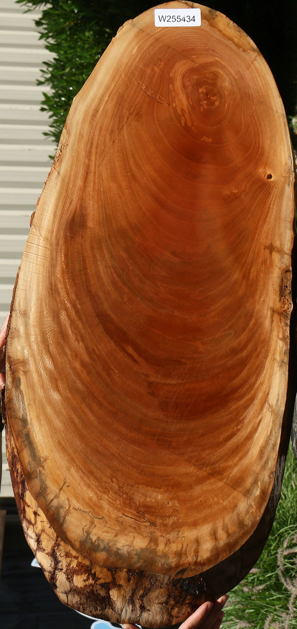 Sycamore Cookie