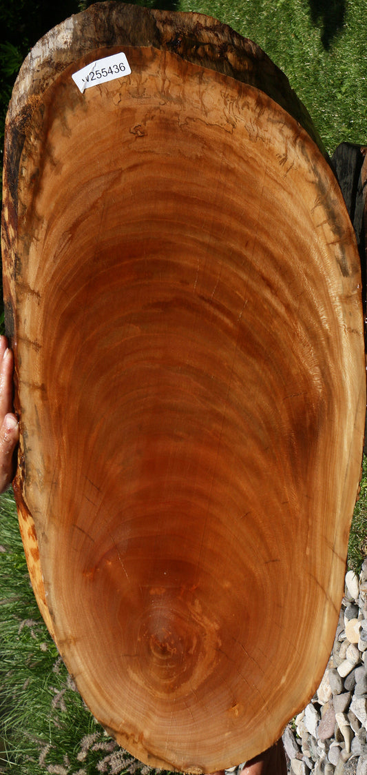 Sycamore Cookie