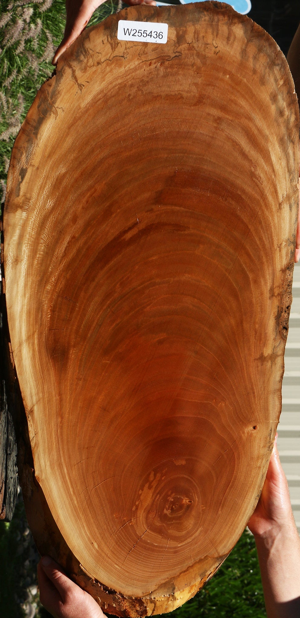 Sycamore Cookie
