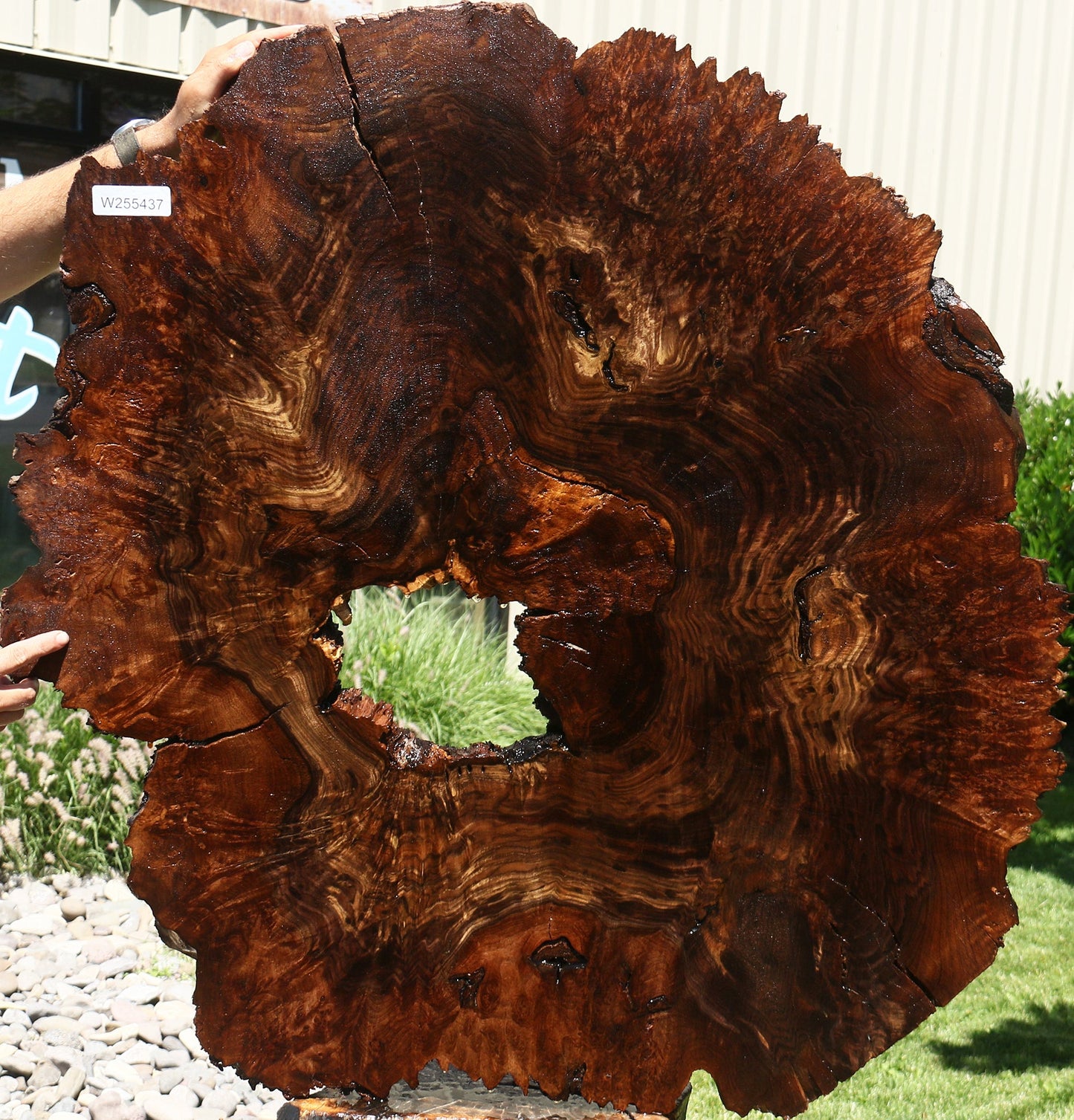 Claro Walnut Burl Cookie
