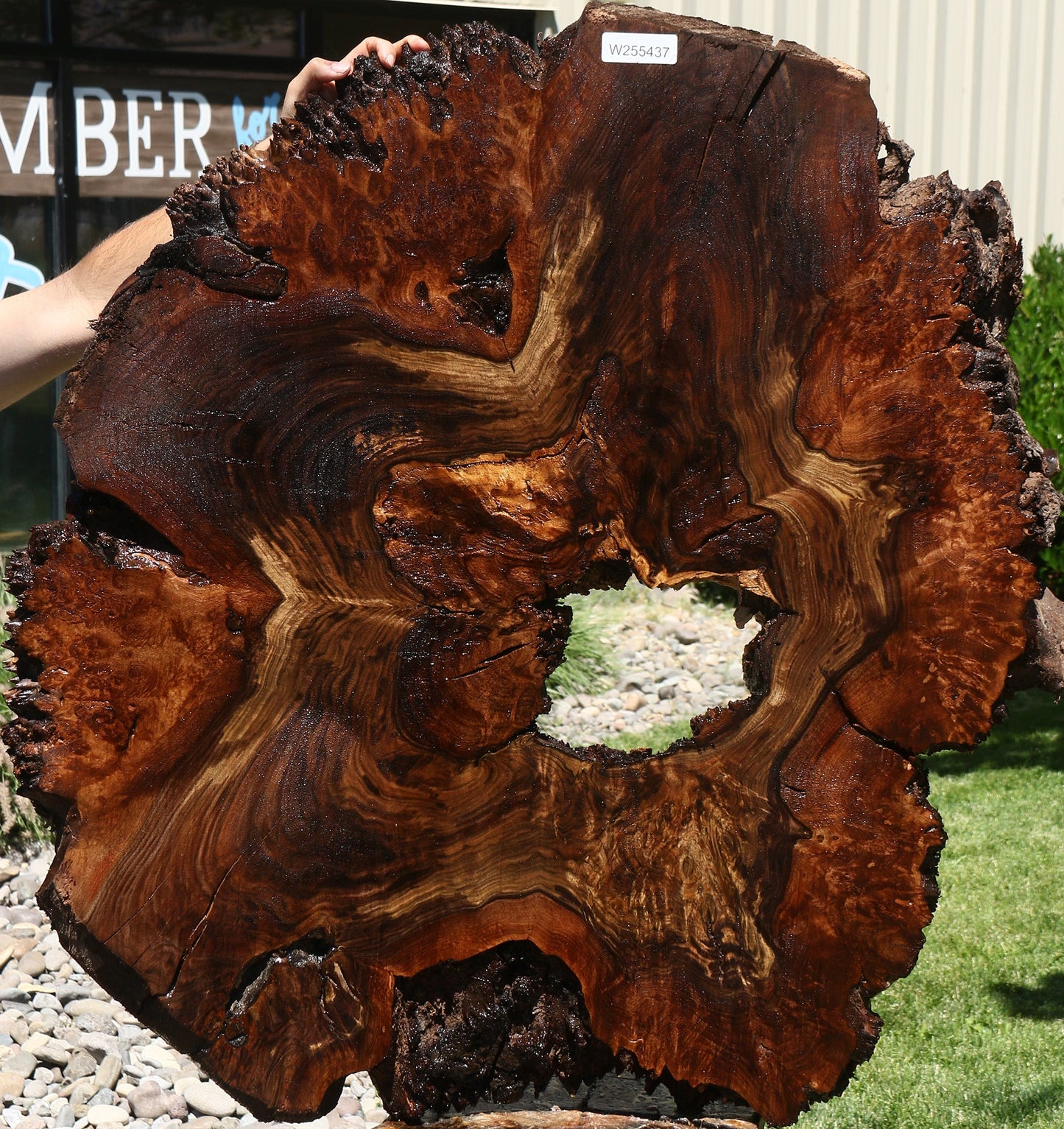Claro Walnut Burl Cookie