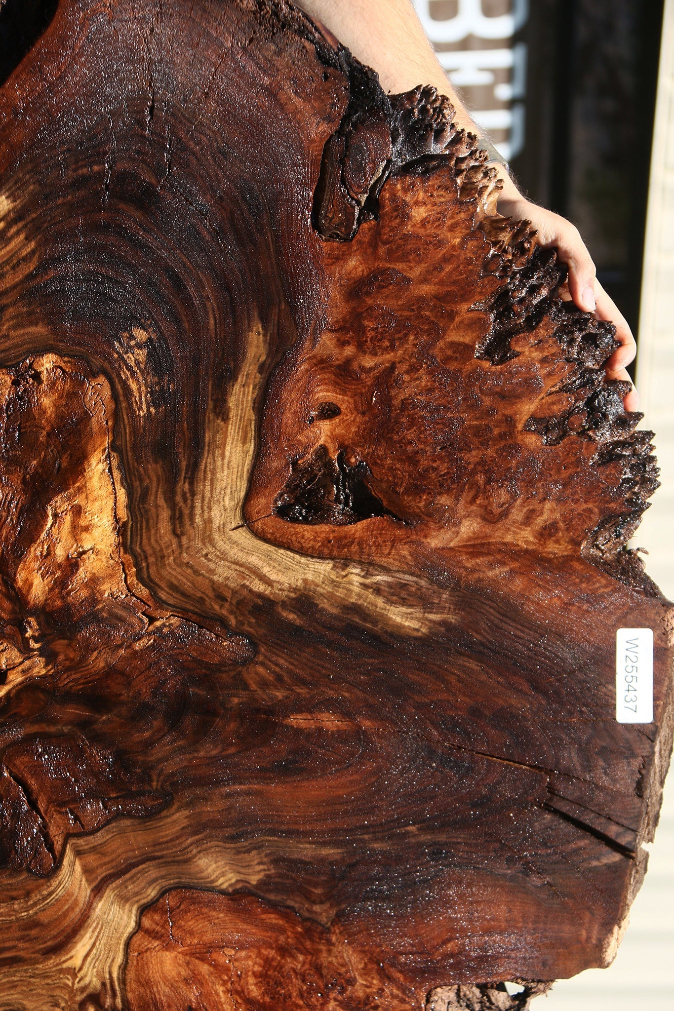Claro Walnut Burl Cookie