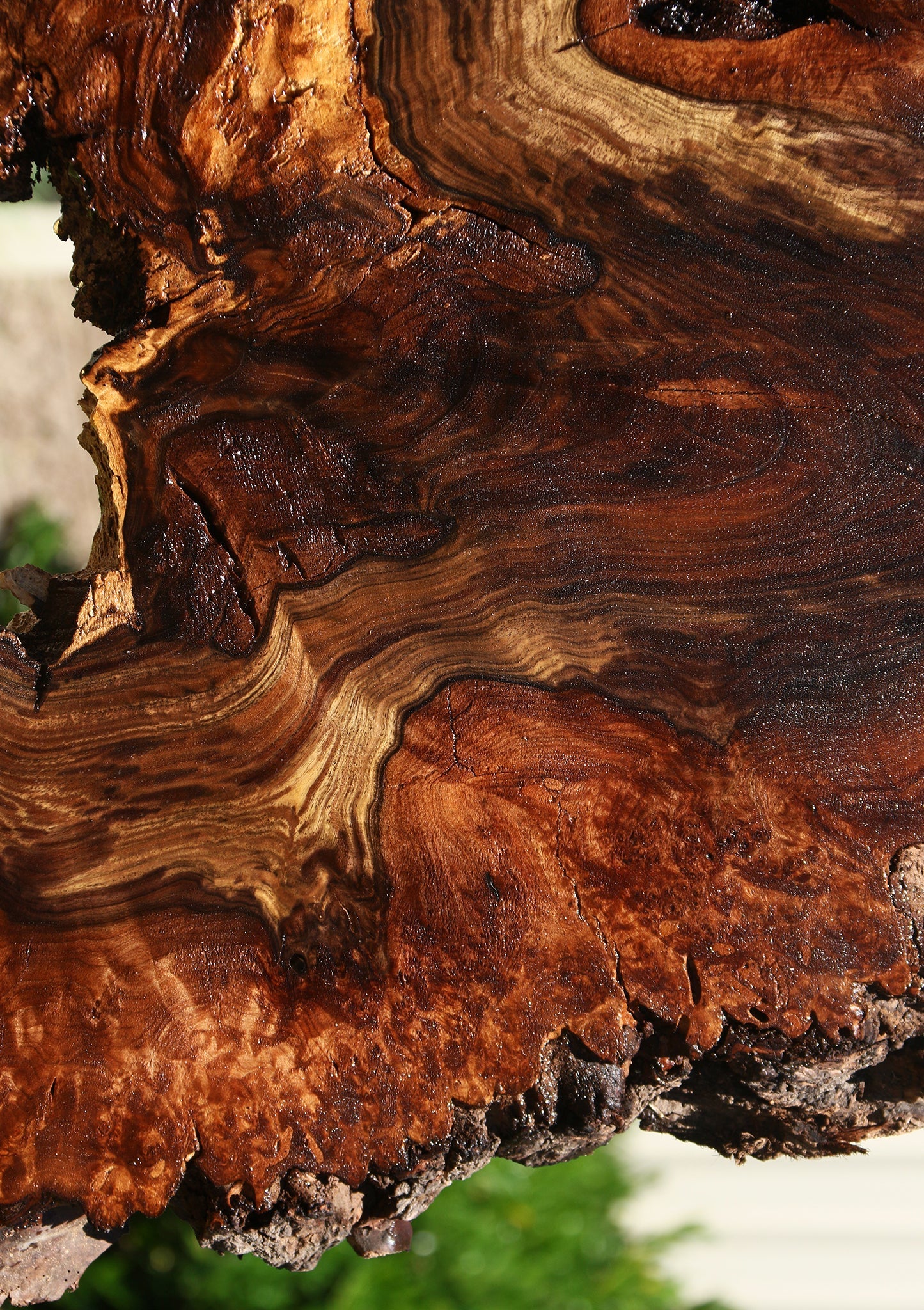 Claro Walnut Burl Cookie