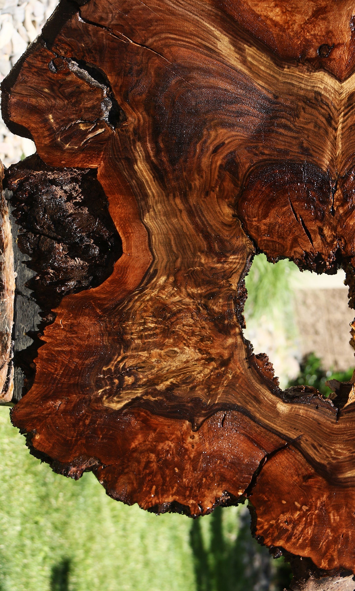 Claro Walnut Burl Cookie