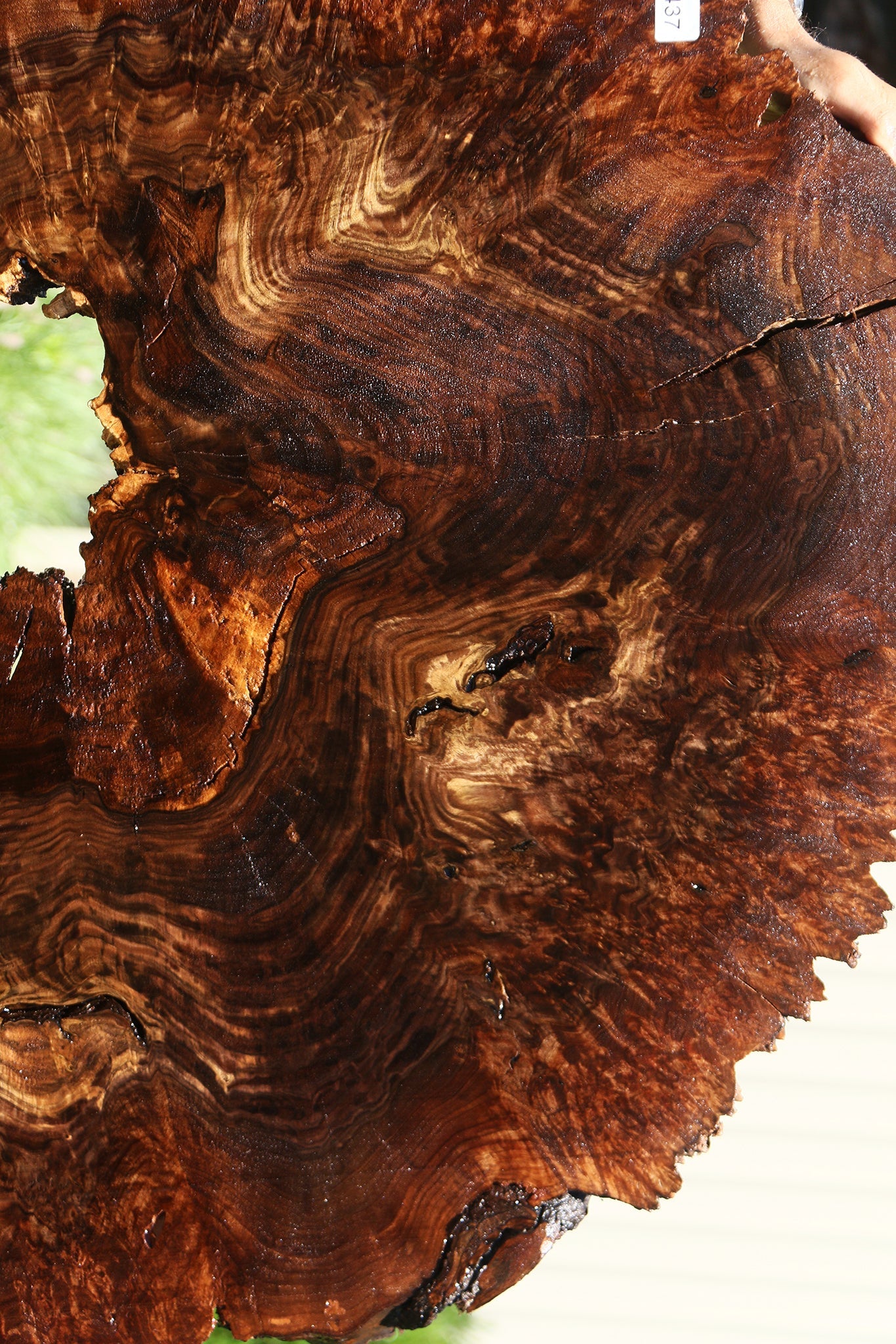 Claro Walnut Burl Cookie