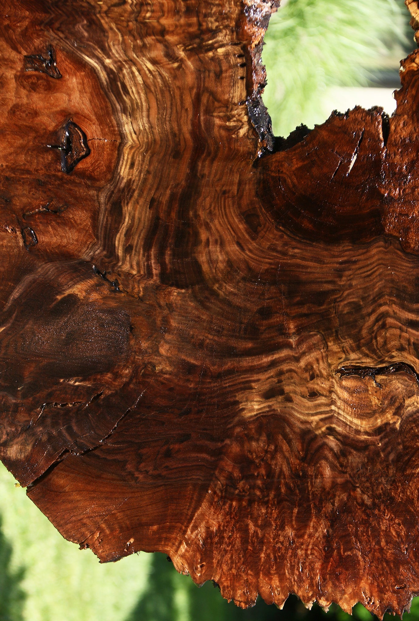 Claro Walnut Burl Cookie